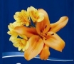 Growers of Lilum & Alstroemeria - cut flowers food 